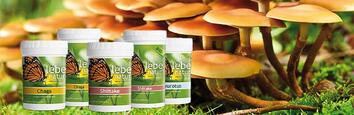 lebe natur® Vitalpilze