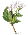 Wildapfel 30 ml